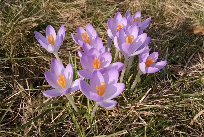 crocus 5