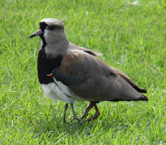 Southern_lapwing_protecting_one_of_its_chicks_under_its_wings