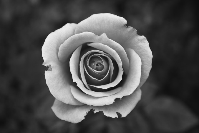 blossom-black-and-white-plant-white-photography-flower-962455-pxhere.com