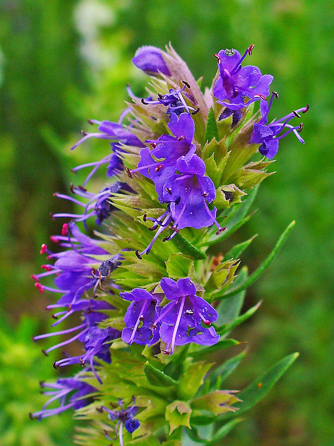 Hyssopus_officinalis_005