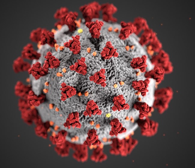 cdc-coronavirus-image-23311-for-web